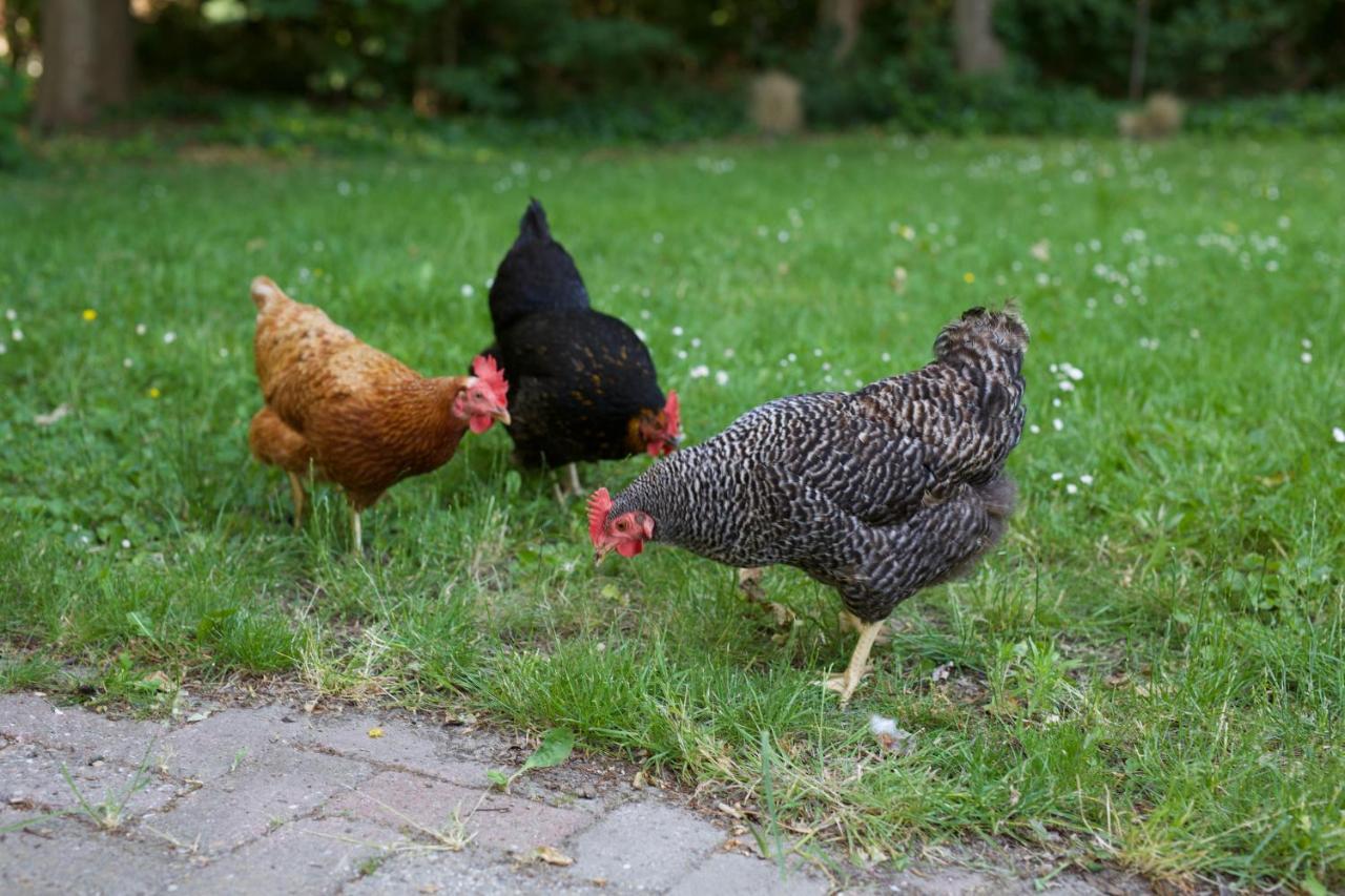B&B Boerderij De Vaete - Duurzaam Genieten In De Zak Van Zuid-Beveland Heinkenszand 外观 照片