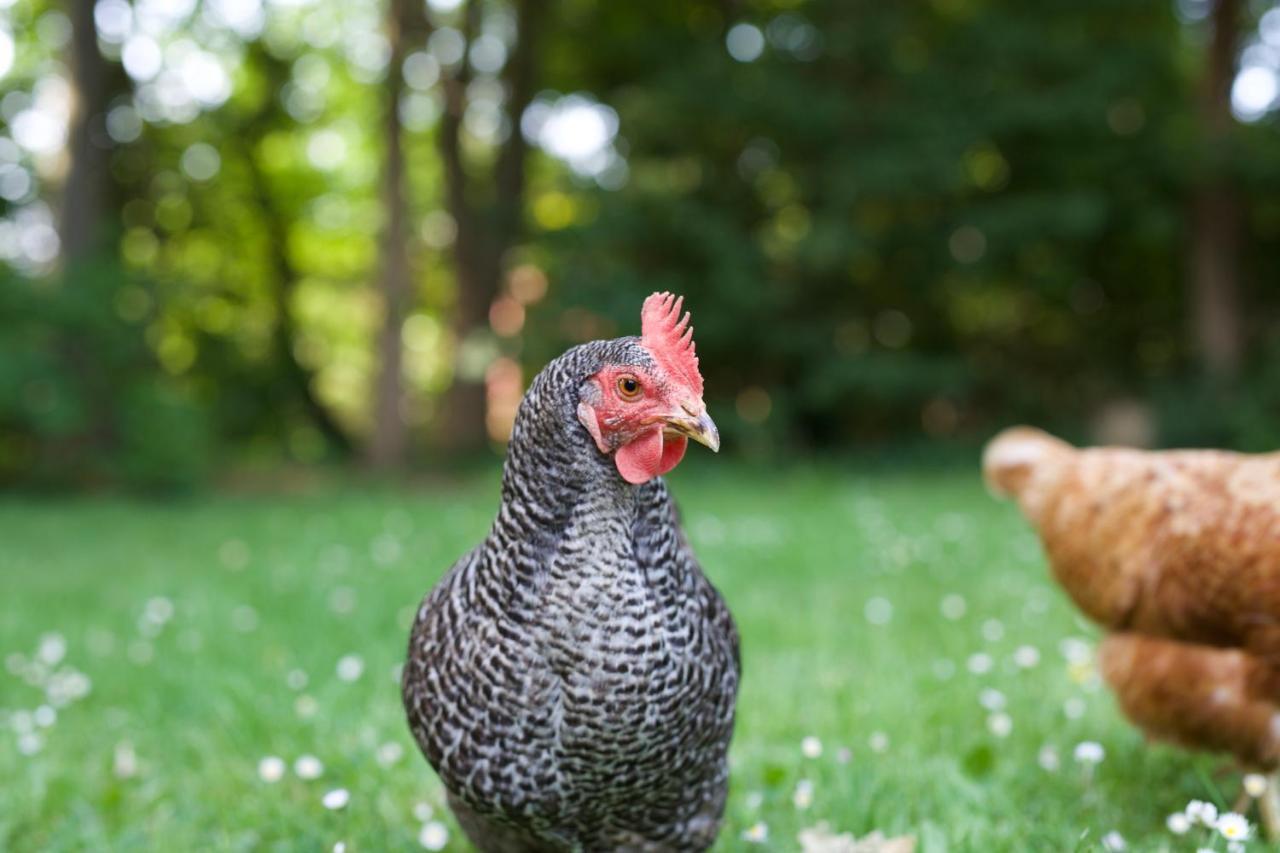B&B Boerderij De Vaete - Duurzaam Genieten In De Zak Van Zuid-Beveland Heinkenszand 外观 照片