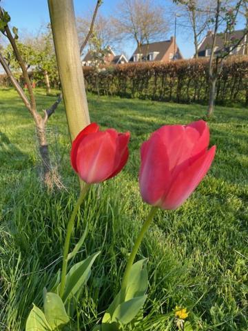 B&B Boerderij De Vaete - Duurzaam Genieten In De Zak Van Zuid-Beveland Heinkenszand 外观 照片